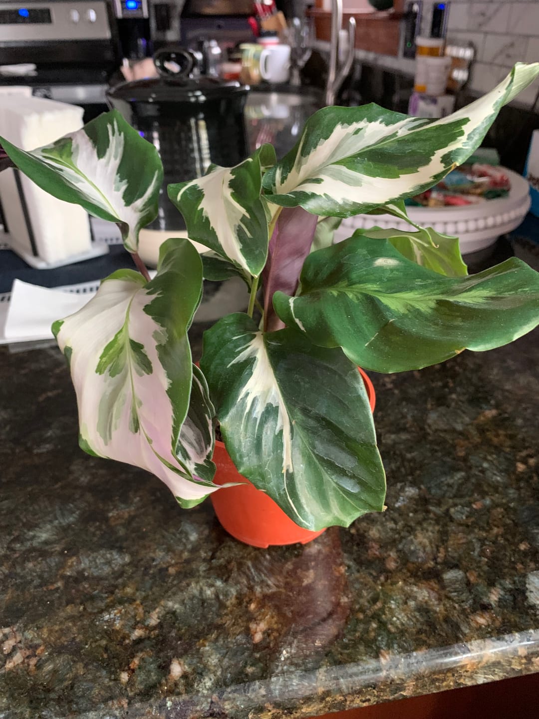 Customer photo review of Calathea 'Stella'
