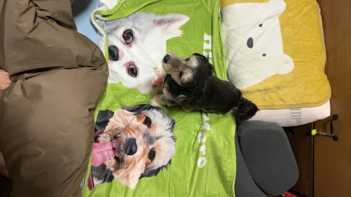 Customer photo review of ブランケットとクッションのセット