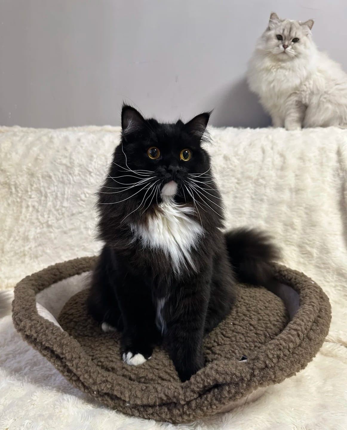Customer photo review of Semi-Enclosed Dual-Mode Shell Cat Bed