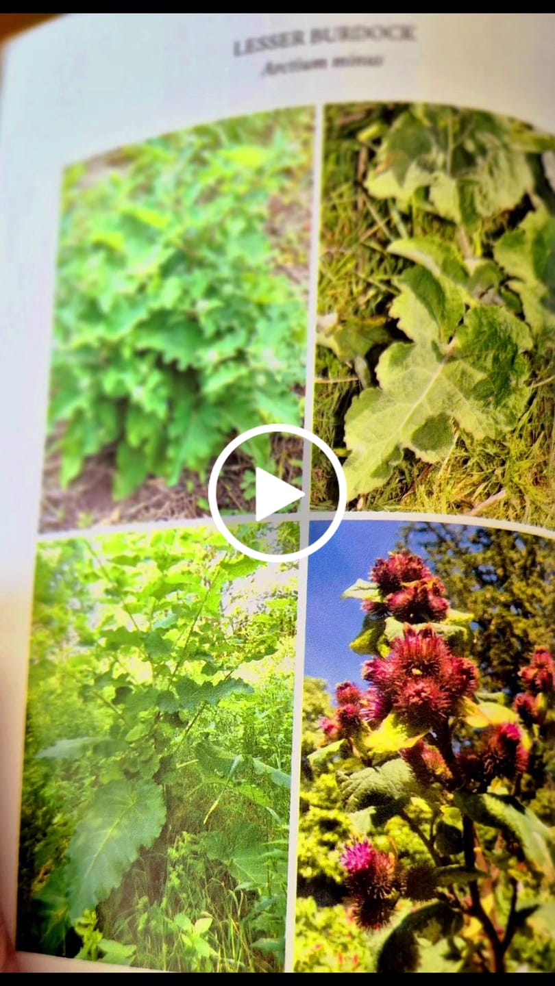 Customer video review of Edible and Medicinal Wild Plants of Britain and Ireland