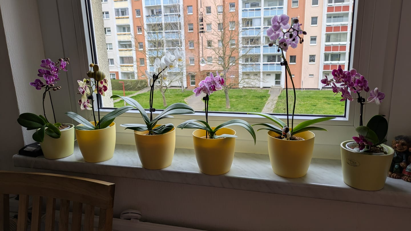 Customer photo review of Table Dance Farbmix im 6er Set mit 1 Rispe