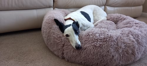 Customer photo review of Super Plush Donut Bed