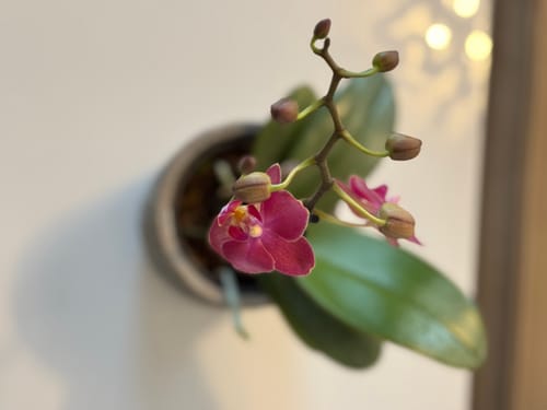 Customer photo review of Table Dance Farbmix im 6er Set mit 1 Rispe