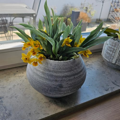 Customer photo review of Promenaea Sunlight mit braun gefleckten Blüten