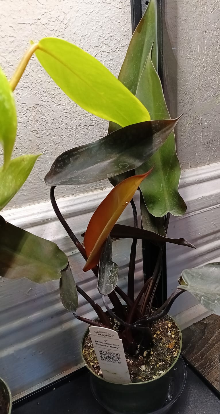Customer photo review of Philodendron 'Bloody Mary'