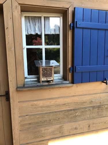 Customer photo review of Mauerbienenkokons - Gehörnte Mauerbiene