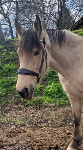 Customer photo review of CR Harmonybridle - gebisslose 3 in 1 Trense