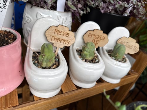 Customer photo review of Trichocereus bridgesii monstrose | Penis Cactus | Short Form