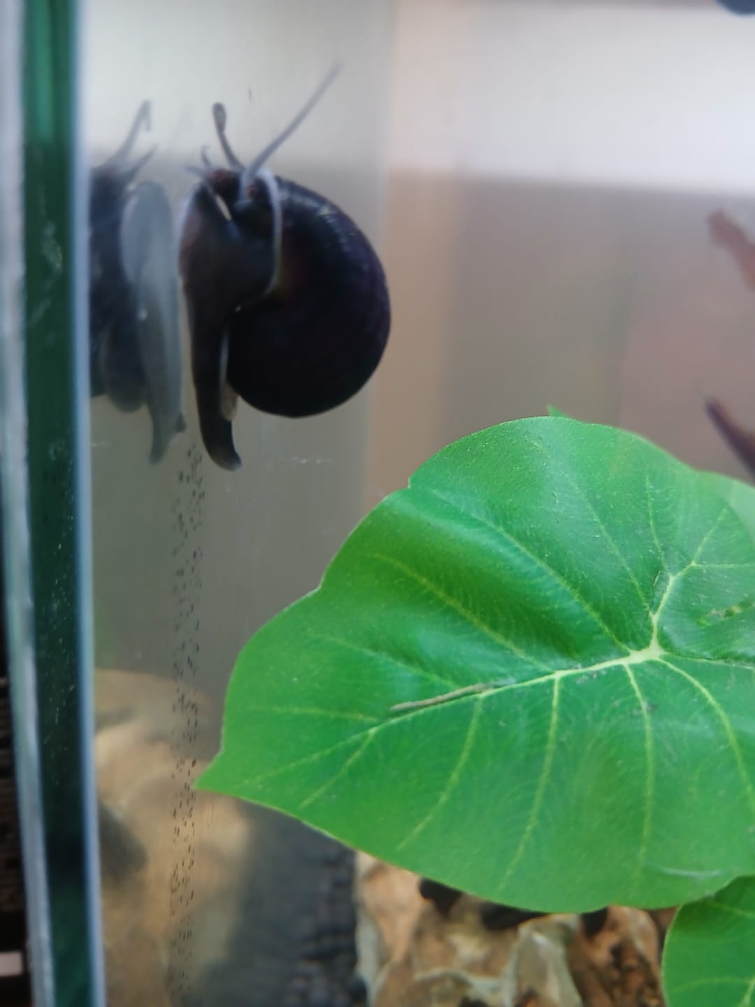 Customer photo review of Purple Mystery Snail