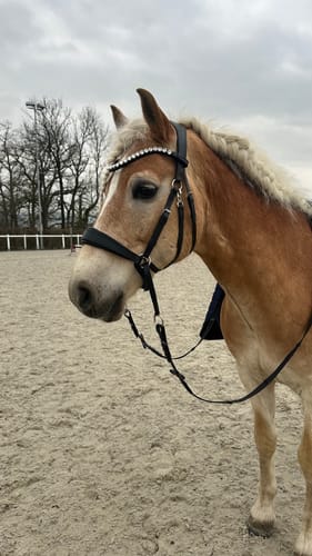 Customer photo review of CR Harmonybridle - gebisslose 3 in 1 Trense