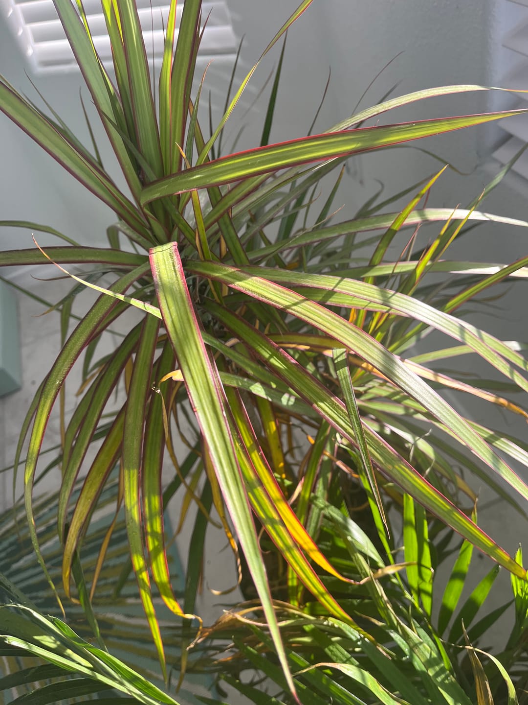 Customer photo review of Cat Palm, Live Tropical Plant Indoor