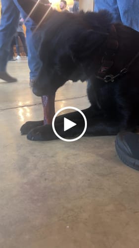 Customer video review of Smoked Beef Marrow Bone