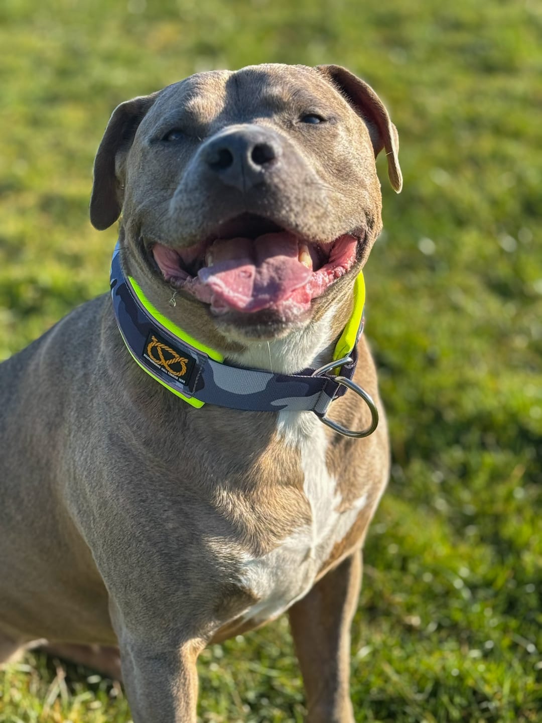 Customer photo review of Staffordshire Bull Terrier 1935® Nylon Leash - Night Camo & Neon Yellow - Carabiner