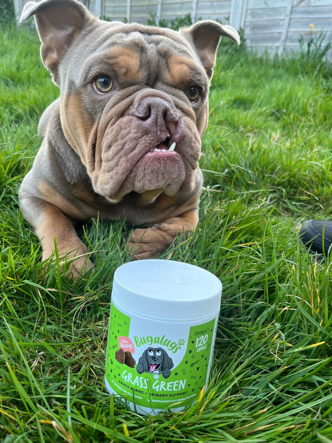 Customer photo review of Grass Green Supplement Chews for Dogs