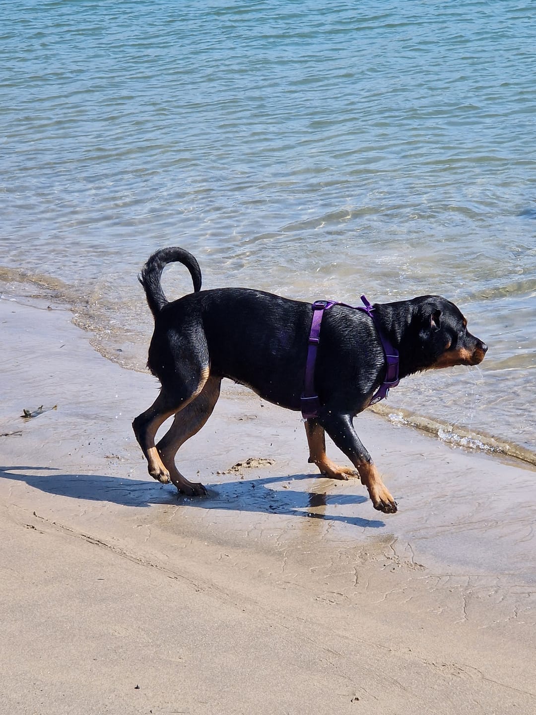 Customer photo review of Air Harness | Anti-Pull & With Handle - Purple