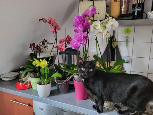 Customer photo review of Große Two of Us Farbmix im 3er Set mit 3 Rispen