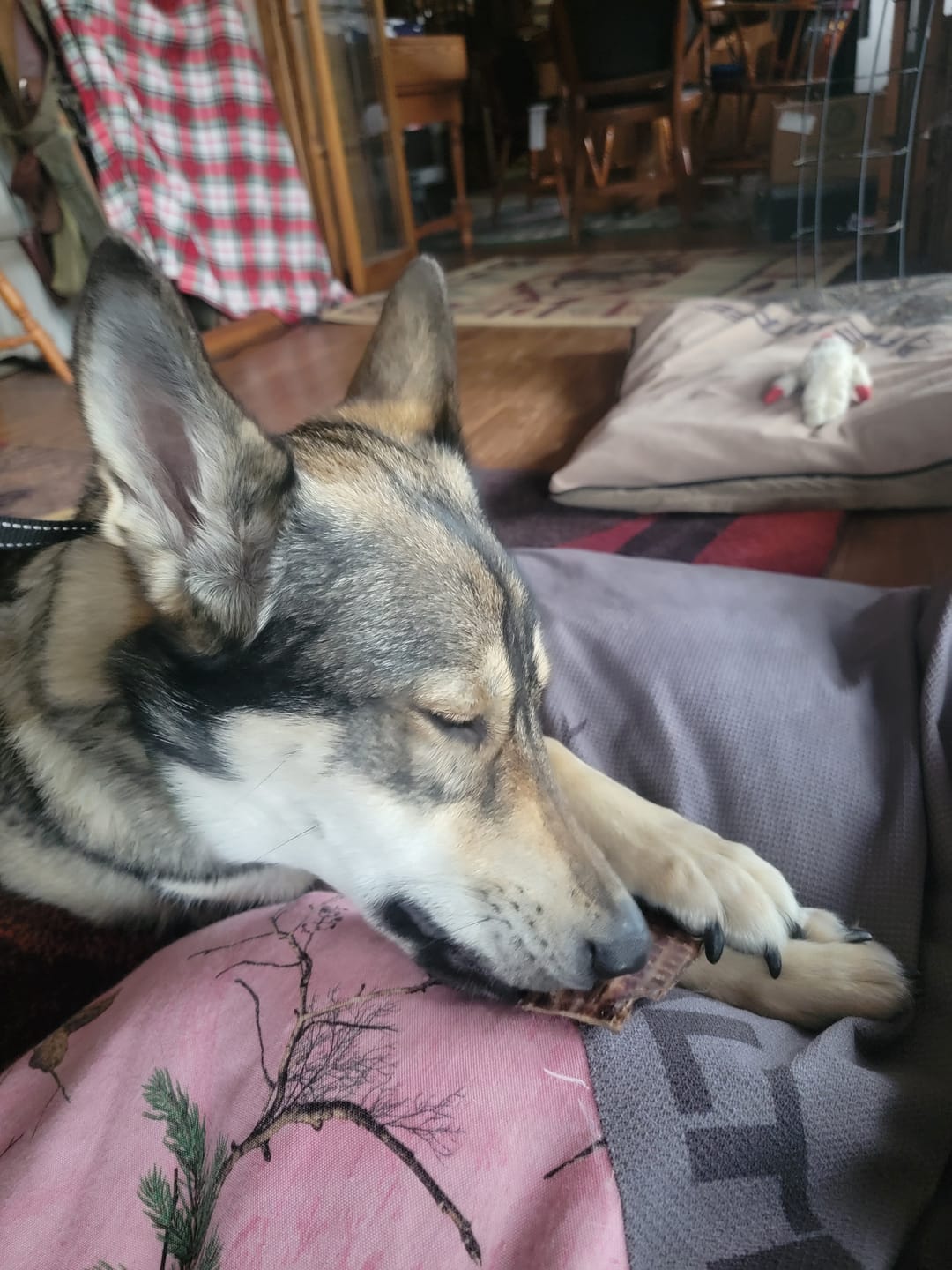 Customer photo review of 1 LB Chew Pack