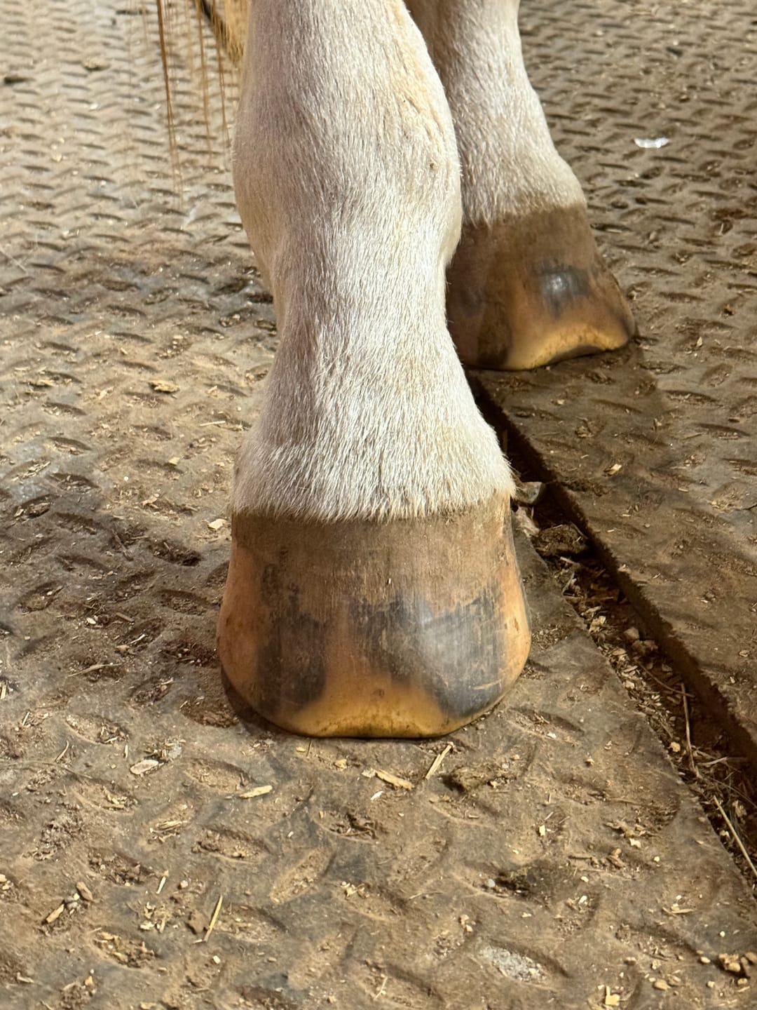 Customer photo review of Renegade® Viper Shield™ Hoof Boots - Arizona Copper