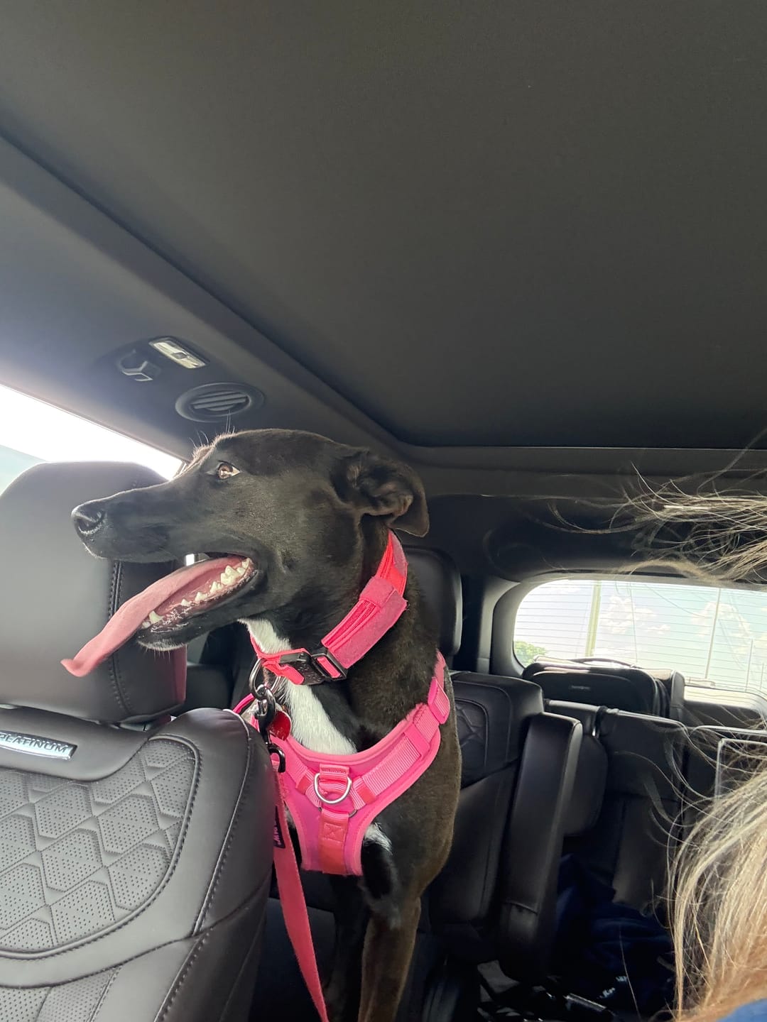 Customer photo review of Metal-Buckle Tactical K9 Dog Collar With Hook & Loop Panel & Top Handle