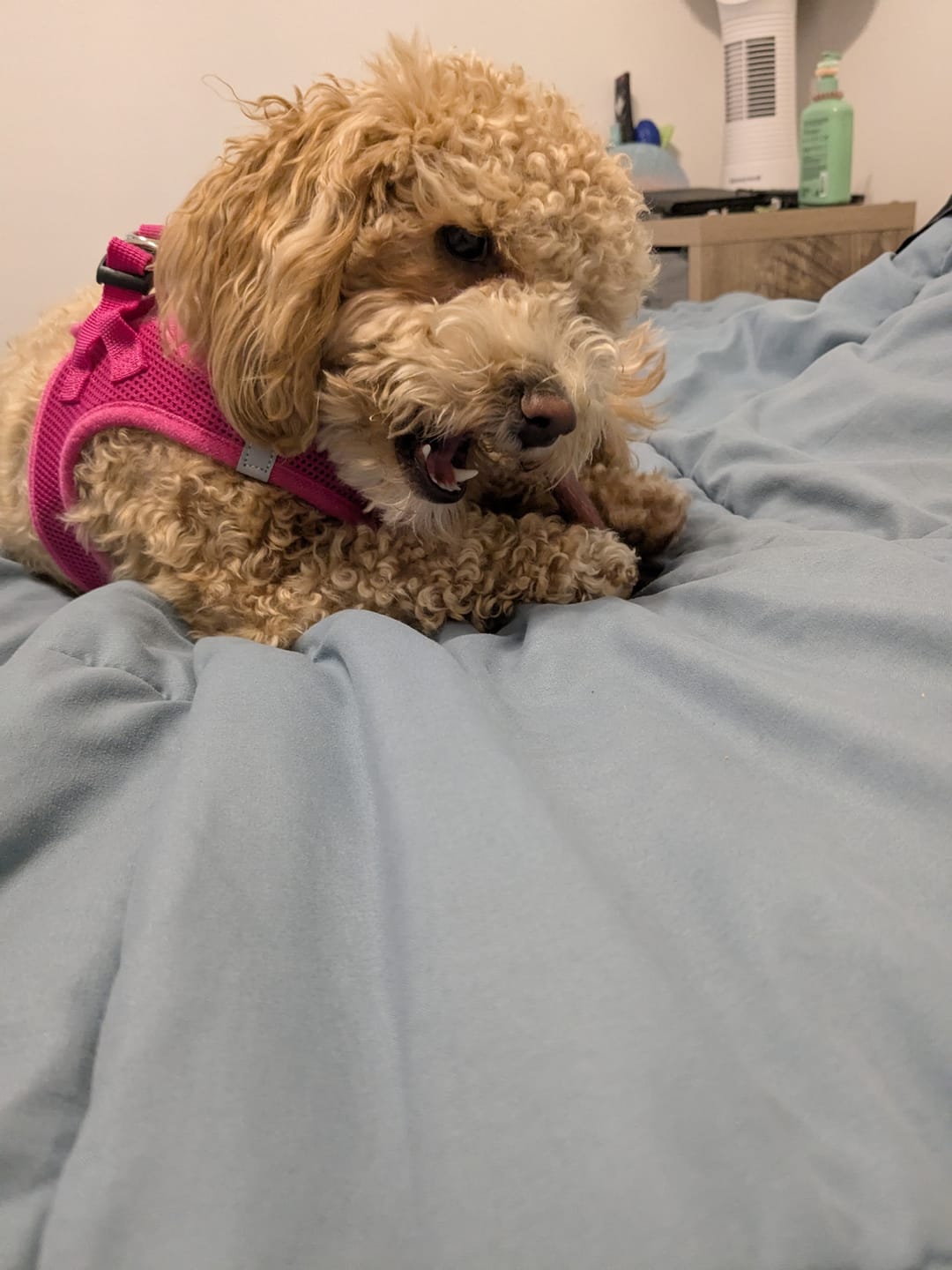 Customer photo review of 6 Inch Standard Bully Sticks