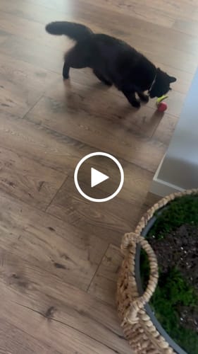 Joan H. review of SPEEDY TAIL 2.0 image 1 out of 1