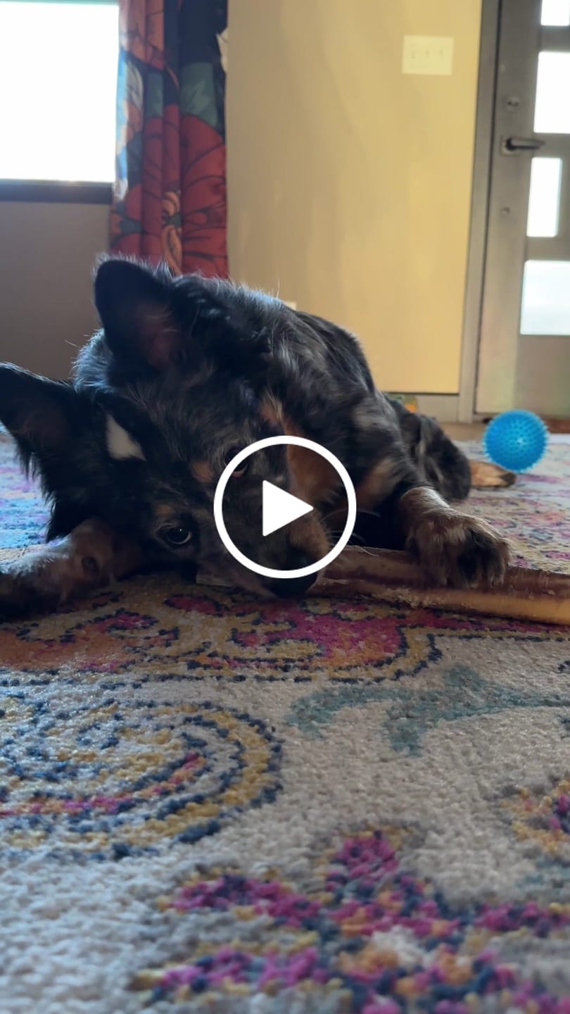 Customer video review of Ostrich Shaft Bones (11" x 2"): The Long-Lasting, Flavorful Chew for Medium to Large Dogs