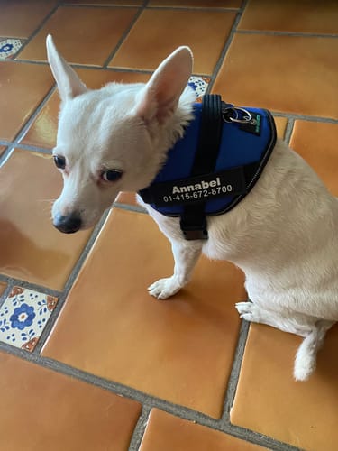 Customer photo review of No-Pull Paw Harness™ (Get Free Leash)