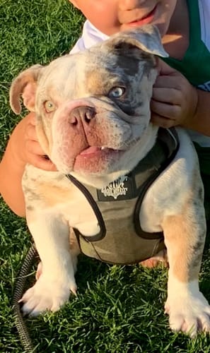 Customer photo review of Dog Harness - Active X Green