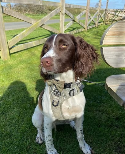 Customer photo review of Collar - Country Thyme