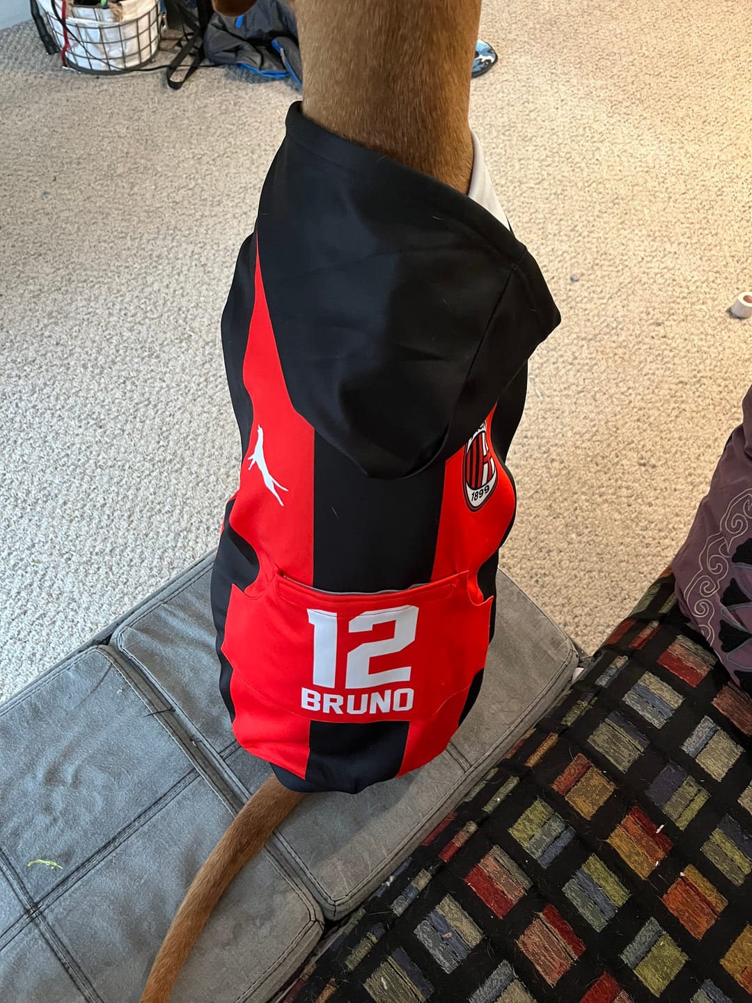 Customer photo review of AC Milan Dog Hoodie