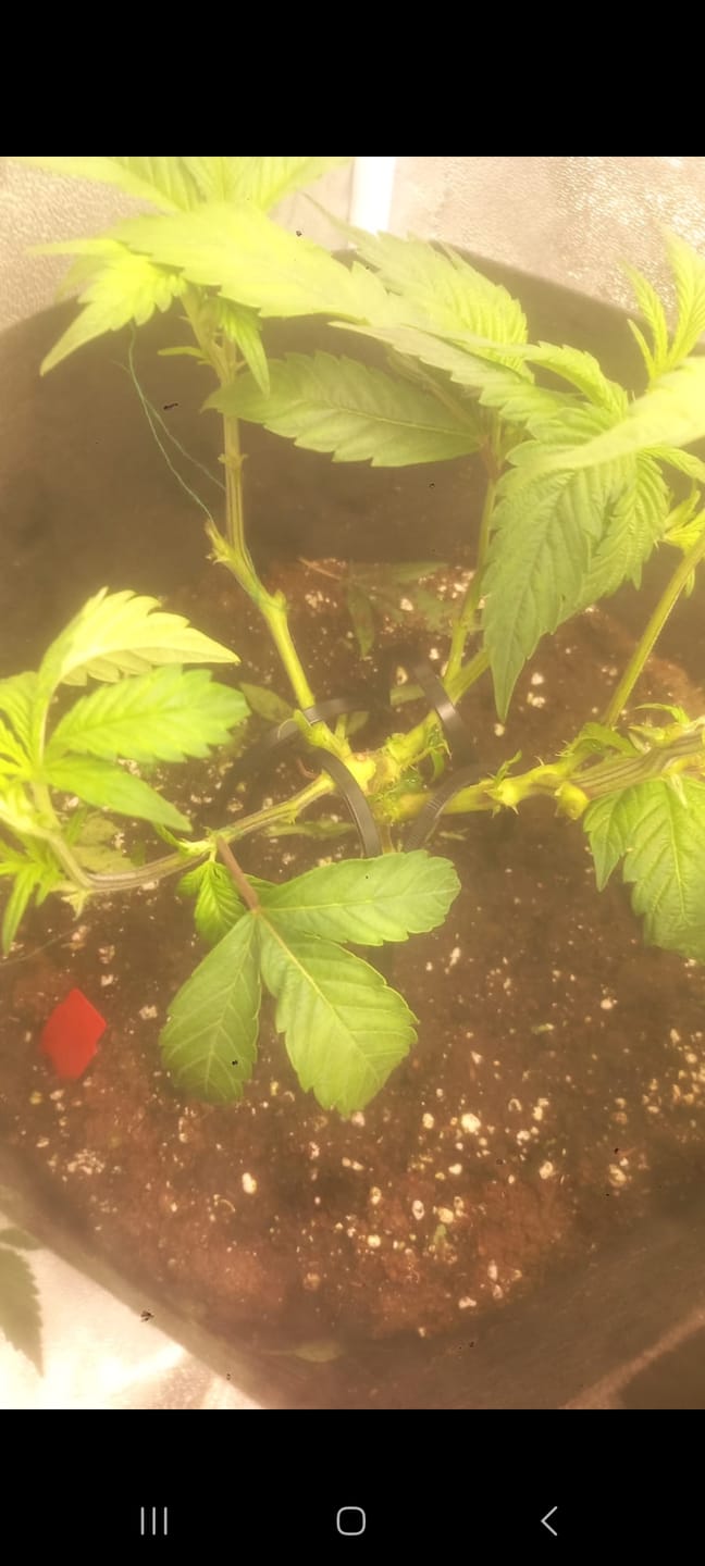 Customer photo review of Hanfstecklinge | Gorilla Zkittlez