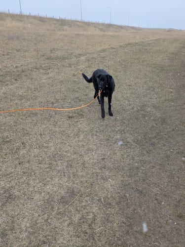 Customer photo review of Biothane Long Line with Detachable Handle