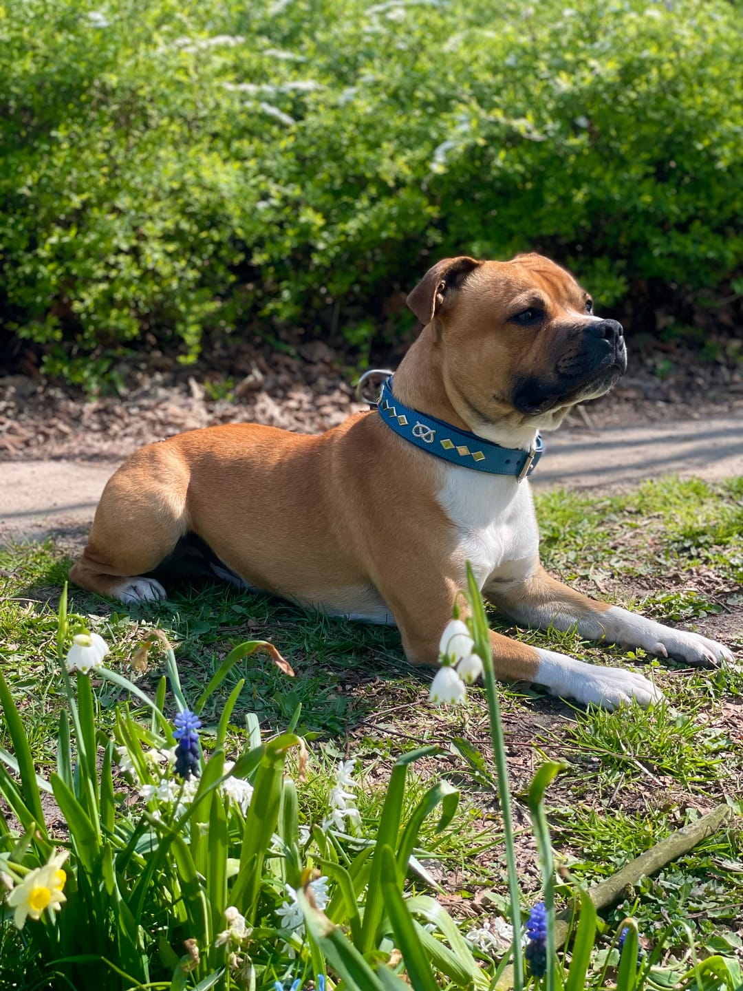 Customer photo review of Staffordshire Bull Terrier 1935® Leather Collar & Leash Set - Gentleman Jim - Blue/Silver