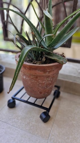 Customer photo review of United Crafts Rozy Wheel Pot Stands for Planters