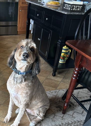 Customer photo review of Miracle Paint - Toscana Sage (32 oz.)