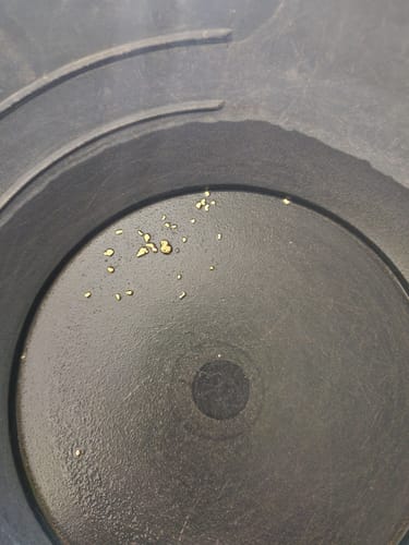 Customer photo review of Dutchman's 'SECRET NUGGET' Gold Paydirt - Gold Prospecting Concentrate