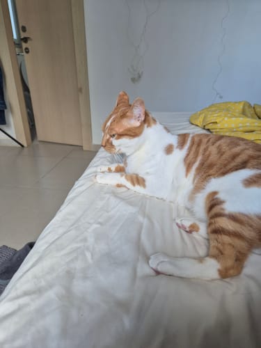 Customer photo review of מזרן לוּנָה