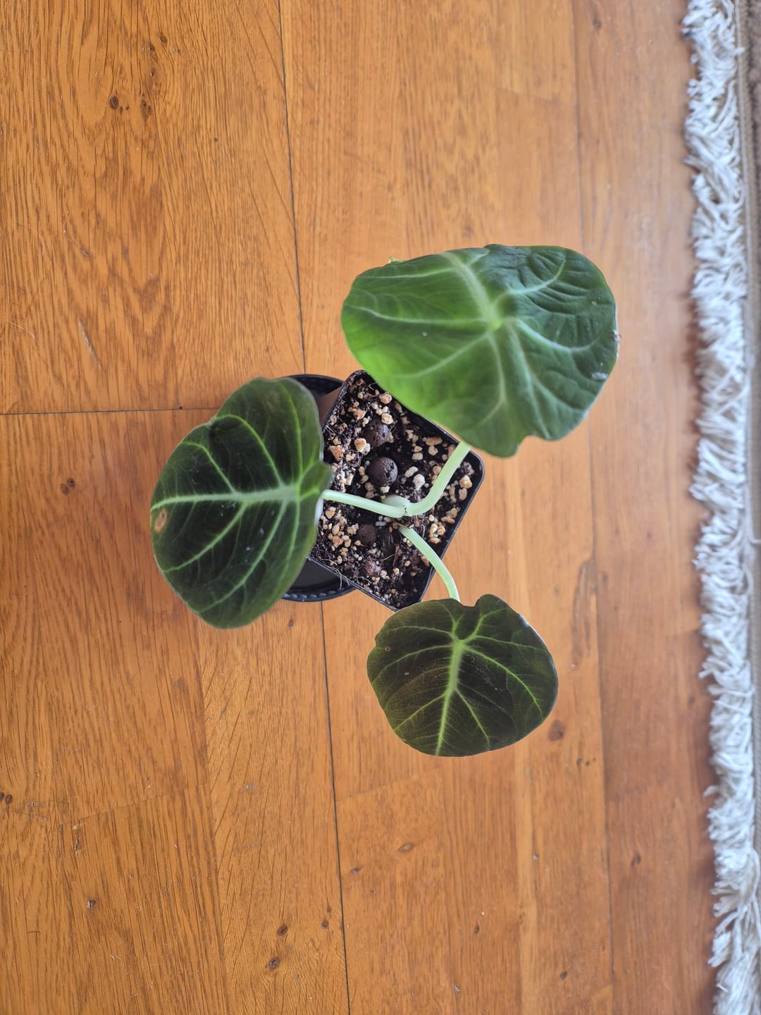 Customer photo review of ALOCASIA BLACK VELVET