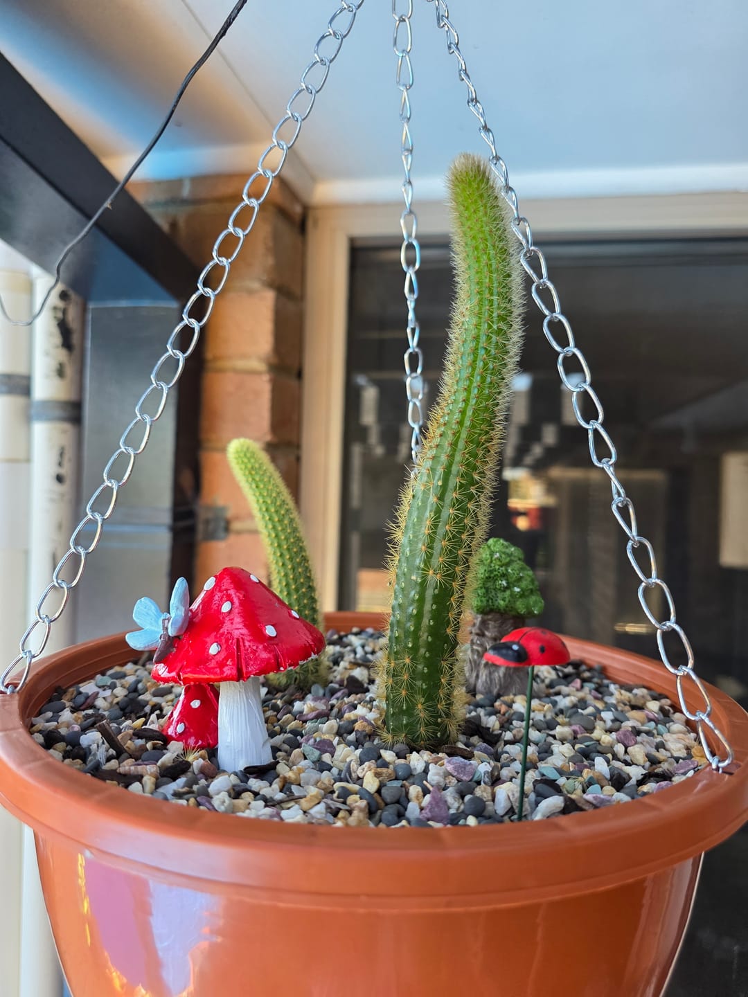 Customer photo review of Golden Rat Tail Cactus