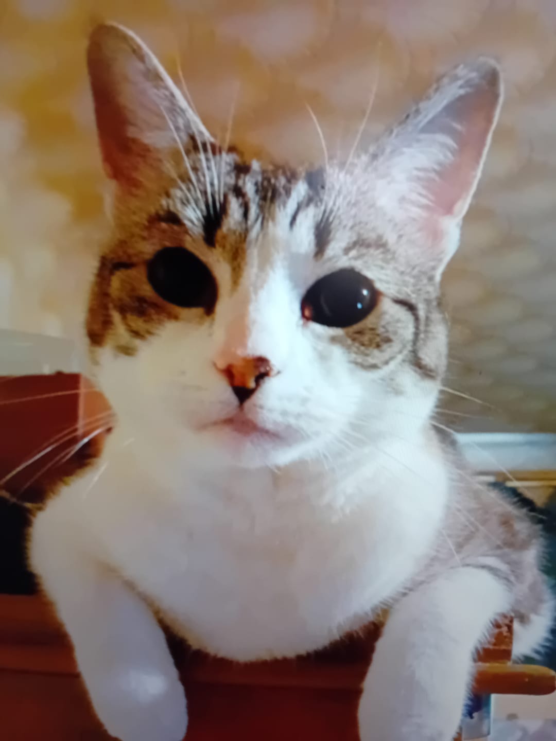Customer photo review of Multipack d'effilés (chat stérilisé et chat adulte)