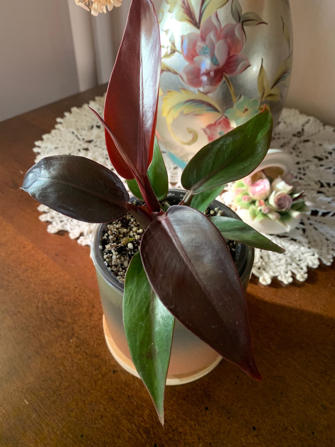 Customer photo review of Philodendron 'Sun Red'