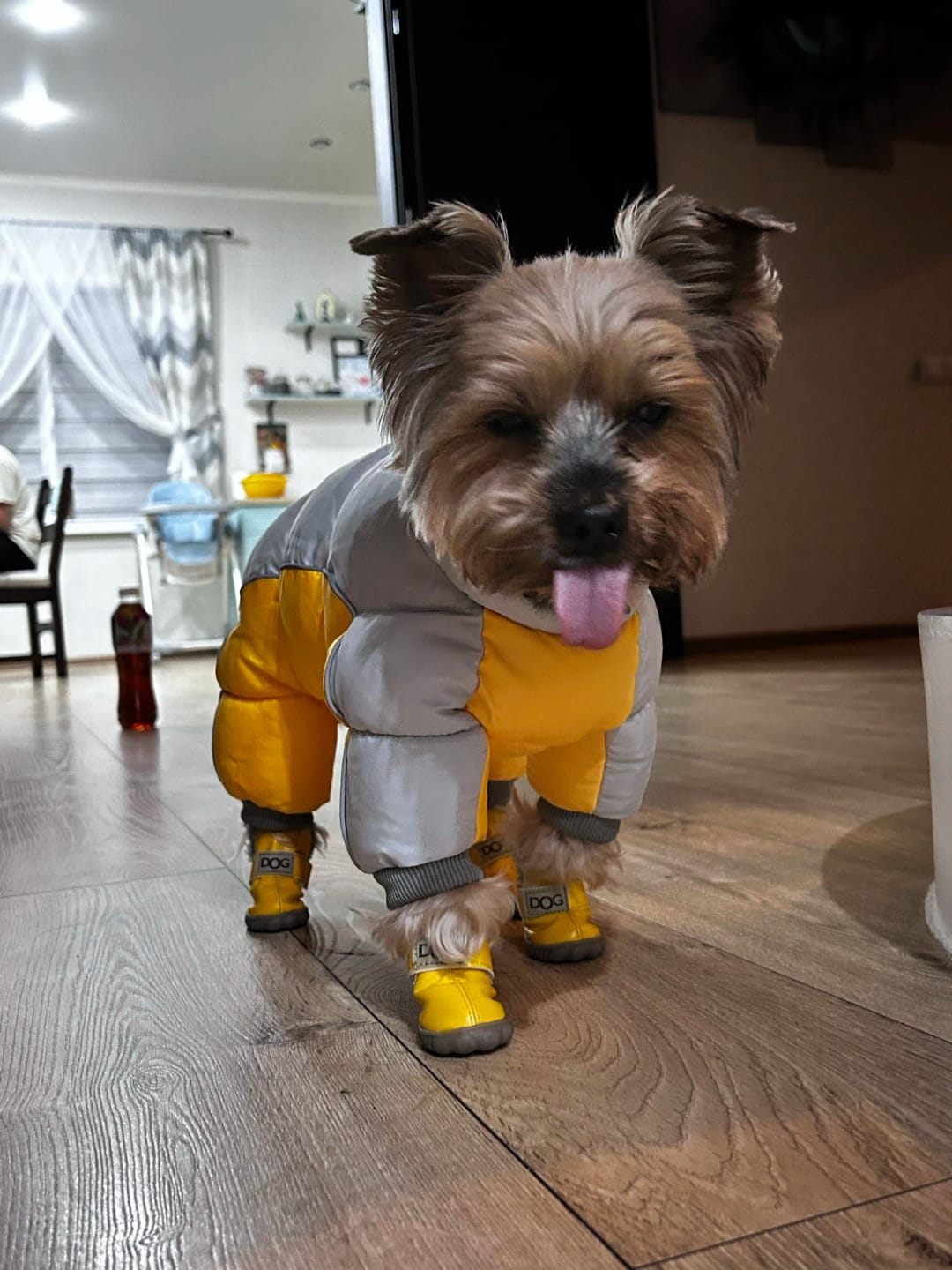 Customer photo review of PETASIA Pet Dog Boots
