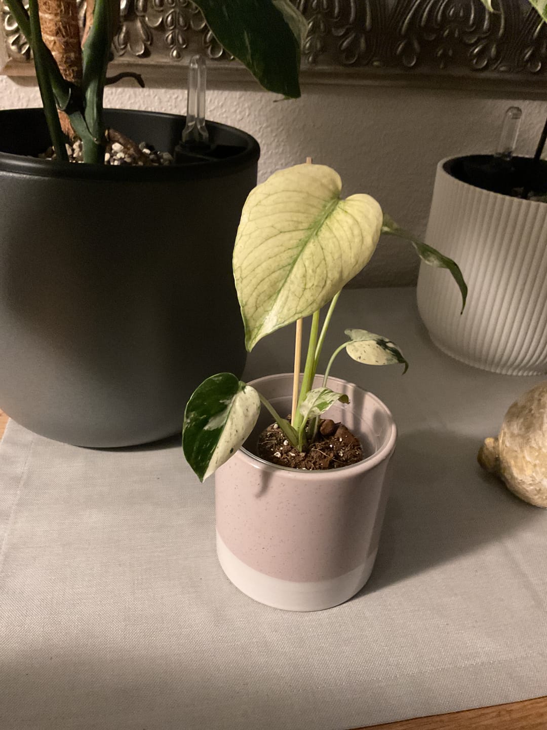 Customer photo review of MONSTERA DELICIOSA VARIEGATA MINT