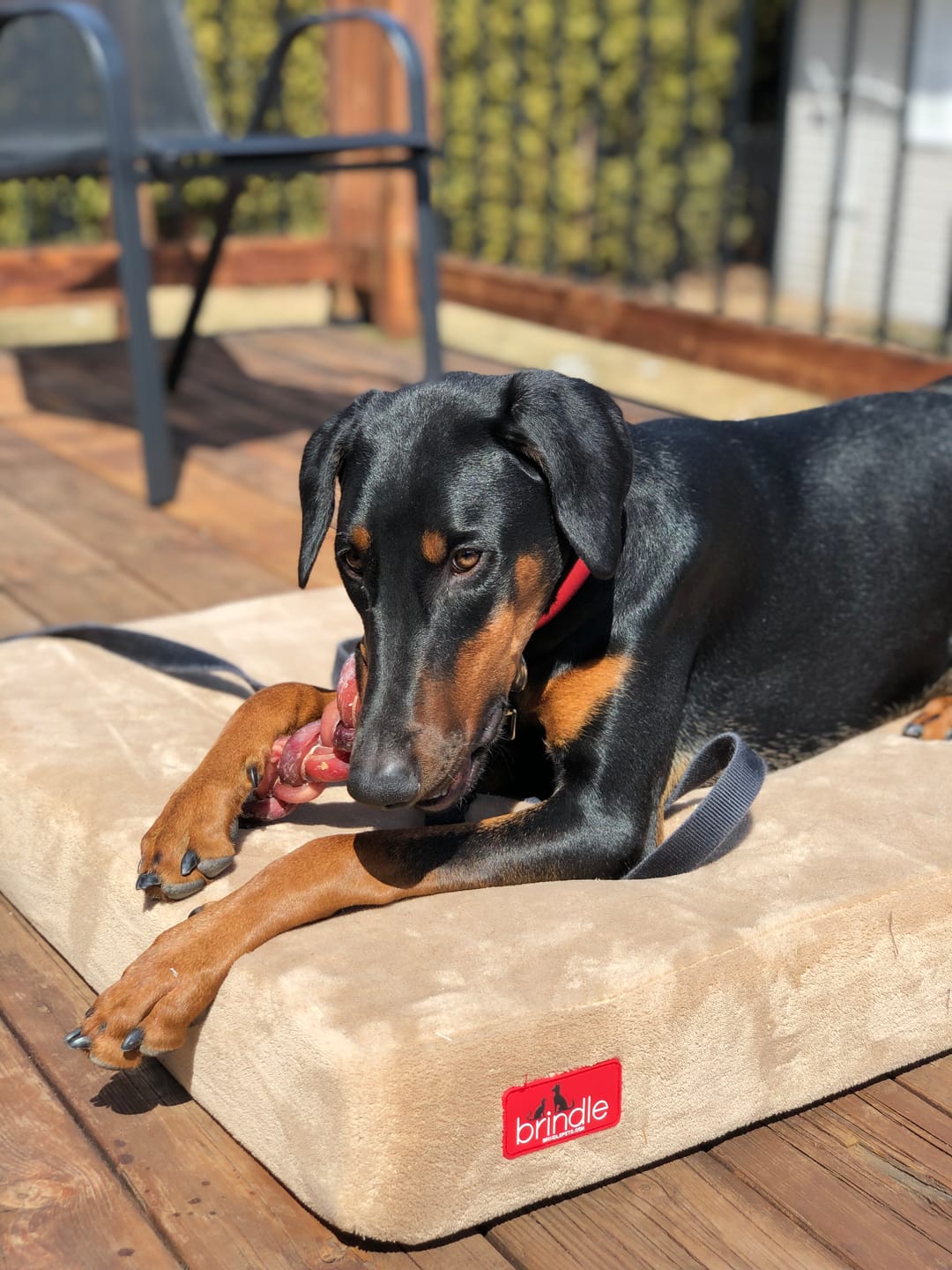 Customer photo review of 12 Inch Monster Braided Bully Stick