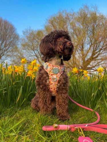 Customer photo review of Tough Trails™ Harness -  Summer Vacay