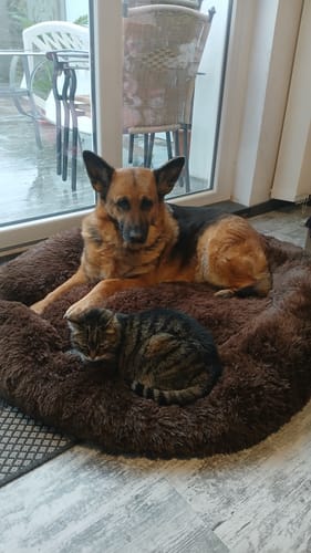 Customer photo review of Puppery Hundebett Wolke 7 - Das Original