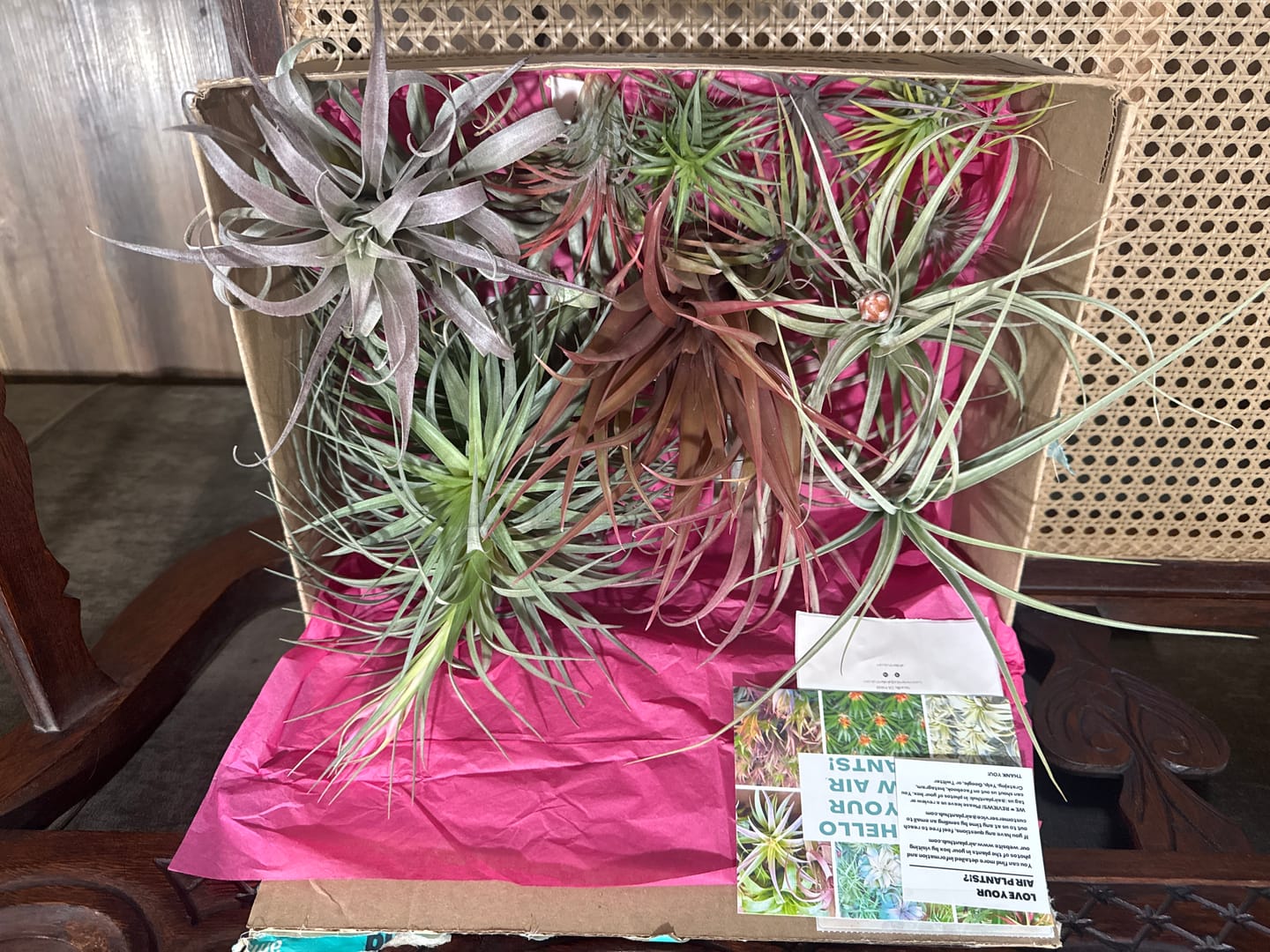 Customer photo review of Large Air Plants Mystery Box