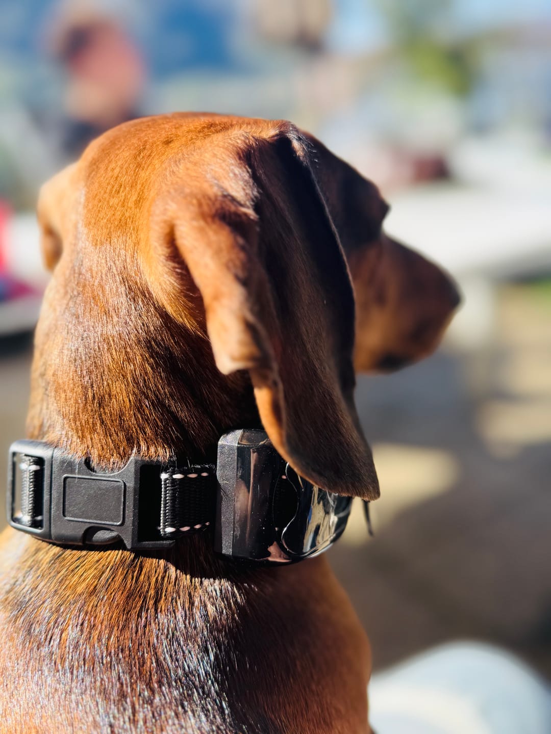 Customer photo review of Emmalove - Tierfreundliches Anti-Bell Halsband