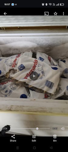 Customer photo review of 1KG Whole Pilchards Free Flow (Frozen Bait)