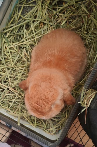 Customer photo review of Timothy Hay Box 'Blend'